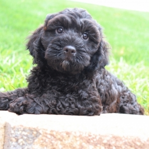 black cavapoo