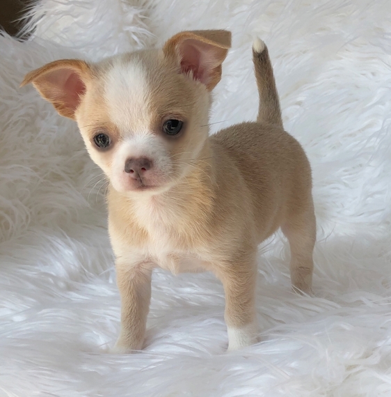 fawn colored chihuahua