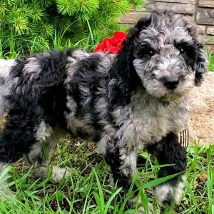 bernedoodle merle