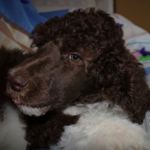 eclipse miniature poodles