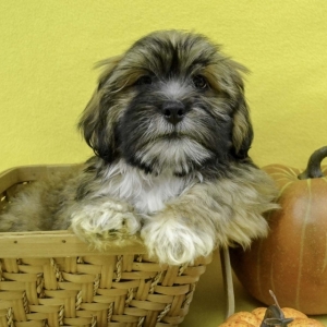 Howie Lhasa Apso Puppy 611251 Puppyspot