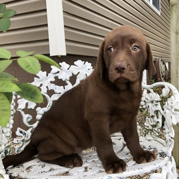 Cinnamon Labrador Retriever Puppy 611871 PuppySpot