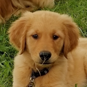 Sydney A Dark Golden Female Golden Retriever Puppy 612761 Puppyspot
