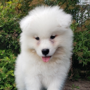 boy samoyed