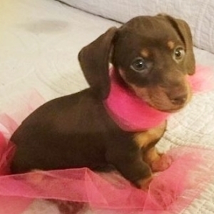 Mary May Dachshund Puppy 613811 Puppyspot