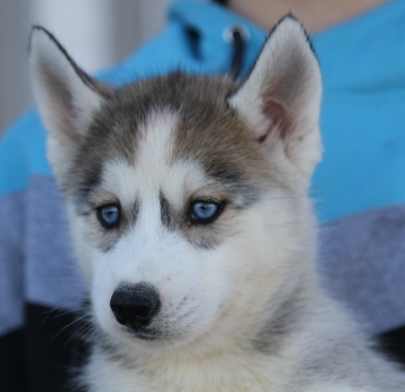 Ivory Siberian Husky Puppy Puppyspot