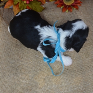 Camden Cavalier King Charles Spaniel Puppy