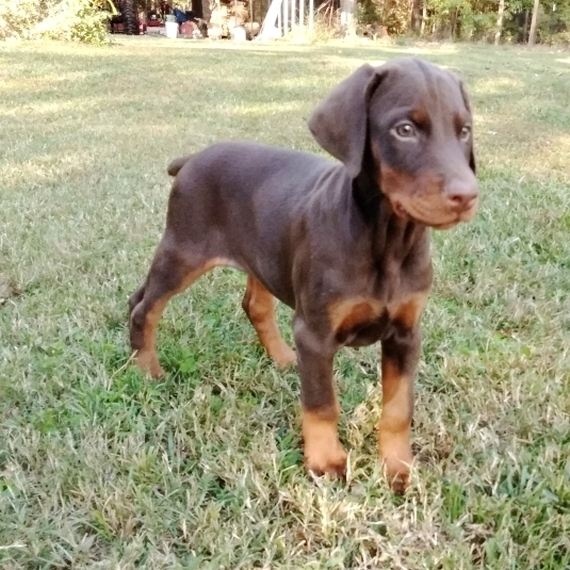 red nose doberman puppies