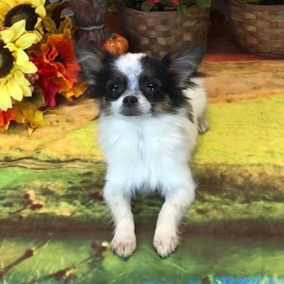 Fancy Nancy Chihuahua Puppy 618351 | PuppySpot