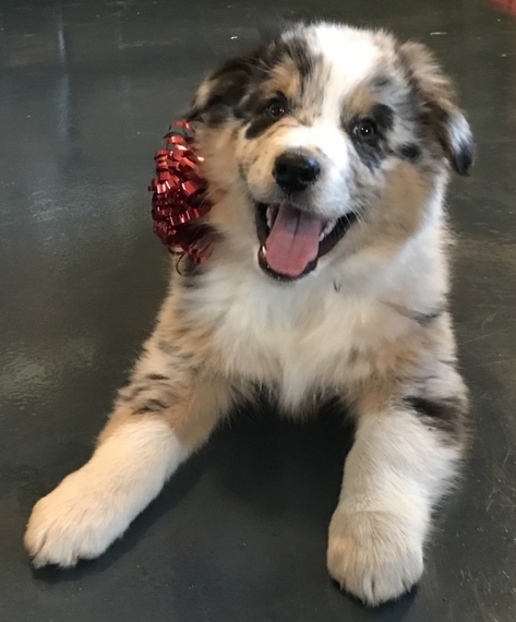 puppyspot australian shepherd