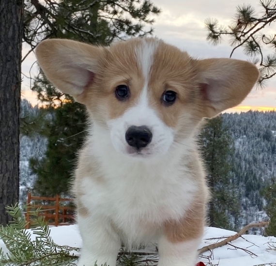 silver corgi puppies
