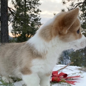 silver corgi puppies