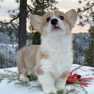 silver corgi puppies