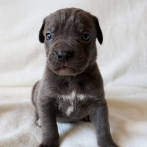 Vinny Cane Corso Puppy