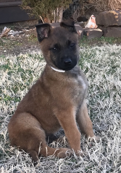 biggest belgian malinois
