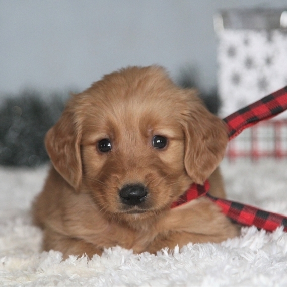 dakota retriever puppies