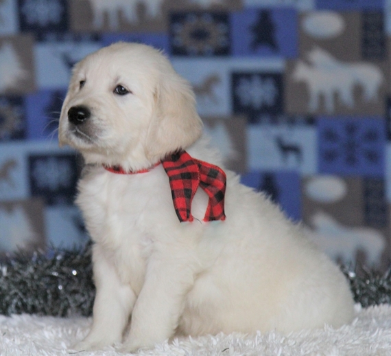 cabelas puppies for sale