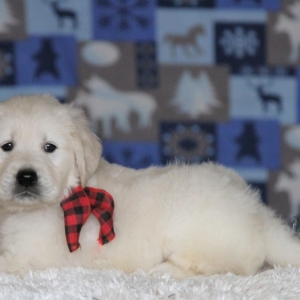 cabelas puppies for sale