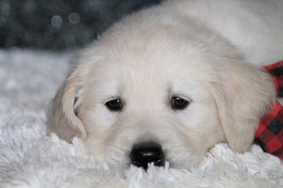 cabelas puppies for sale