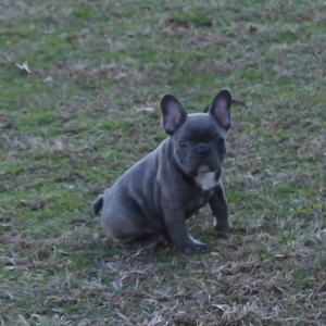 Stella A Blue Female French Bulldog Puppy 624071 Puppyspot