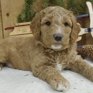 goldendoodle boots