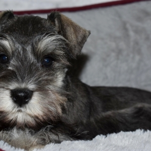 tony mini schnauzer puppies