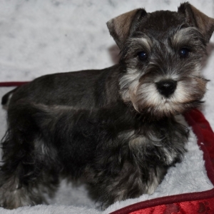 tony mini schnauzer puppies