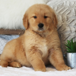 Chucky A Golden Male Golden Retriever Puppy 625401 Puppyspot