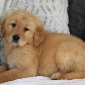 Chucky A Golden Male Golden Retriever Puppy 625401 Puppyspot