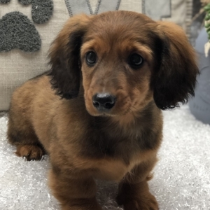 shaded red dachshund puppy