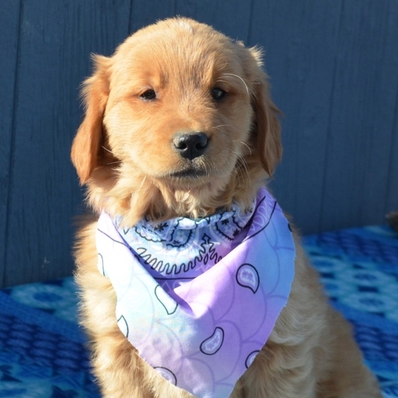 golden retriever puppy blue eyes