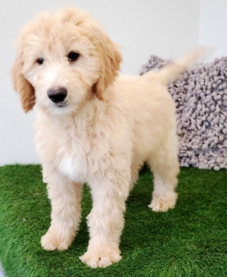 buy goldendoodle puppy