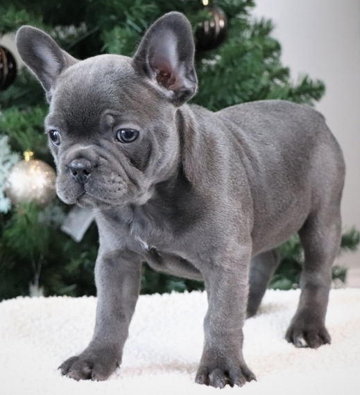 Halo, a Blue Female Frenchton Puppy 627861 | PuppySpot