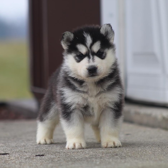 everest pomsky puppies