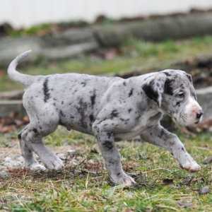 platinum merle great dane