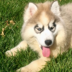 sable and white husky