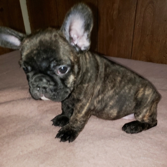 tiger french bulldog for sale