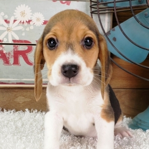 10 week beagle puppy