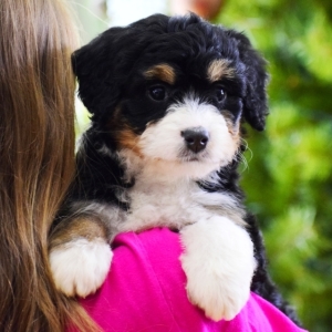 cute bernedoodle