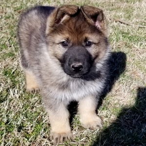 Jutta German Shepherd Dog Puppy 631011 Puppyspot