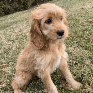 cane corso goldendoodle mix
