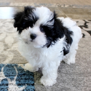 Maltipoo Puppy Bernie