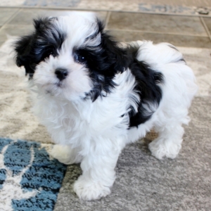 Maltipoo Puppy Bernie
