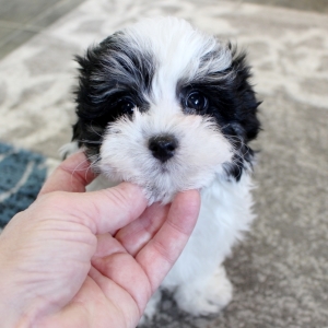 Maltipoo Puppy Bernie