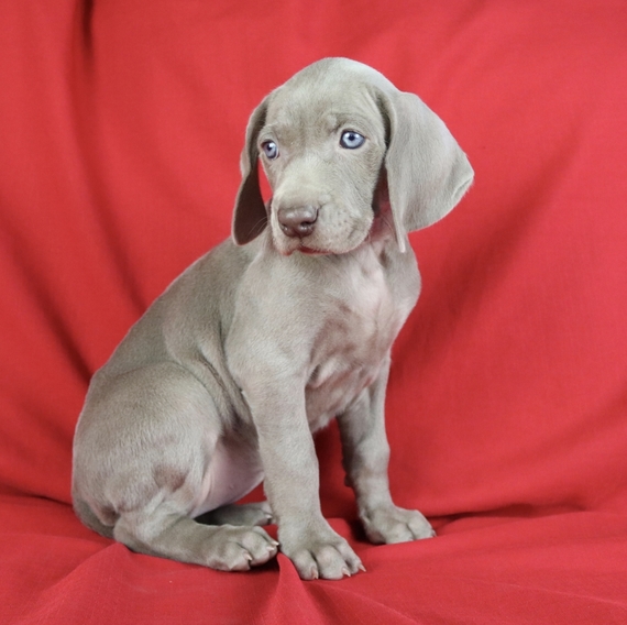 local reptile stores