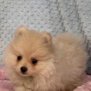 medium pomeranian