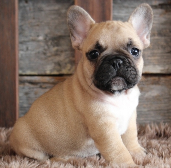 Myles French Bulldog Puppy 633611 Puppyspot