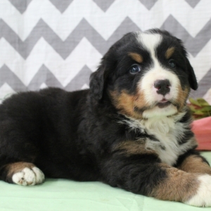 rocky mountain dog breed