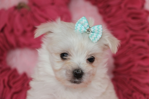 puppyspot maltese