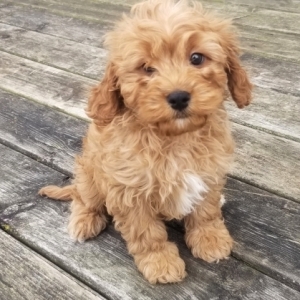 medium cavoodle